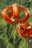 Смотреть изображение Lilium henryi