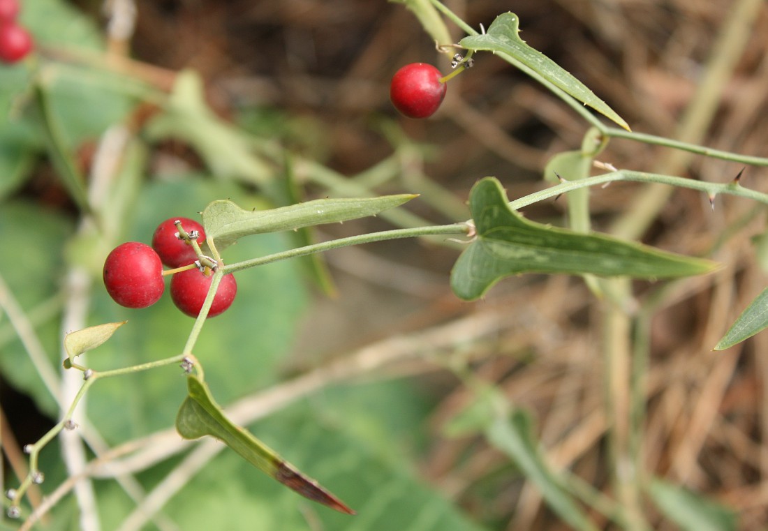 Image of Smilax aspera specimen.