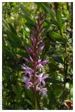 Dactylorhiza fuchsii