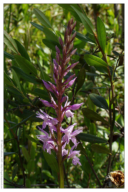 Image of Dactylorhiza fuchsii specimen.