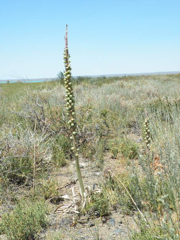 Image of Eremurus inderiensis specimen.