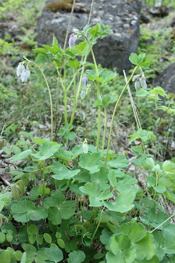 Image of Aquilegia sibirica specimen.