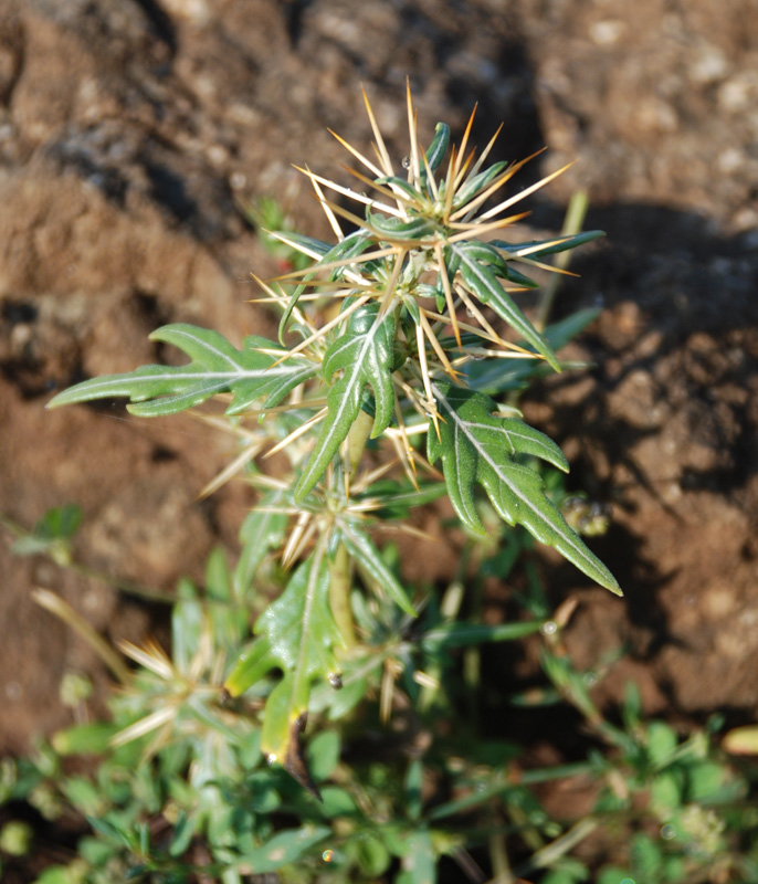 Image of Xanthium spinosum specimen.