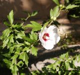 Hibiscus syriacus