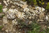 Смотреть изображение Noccaea macrantha