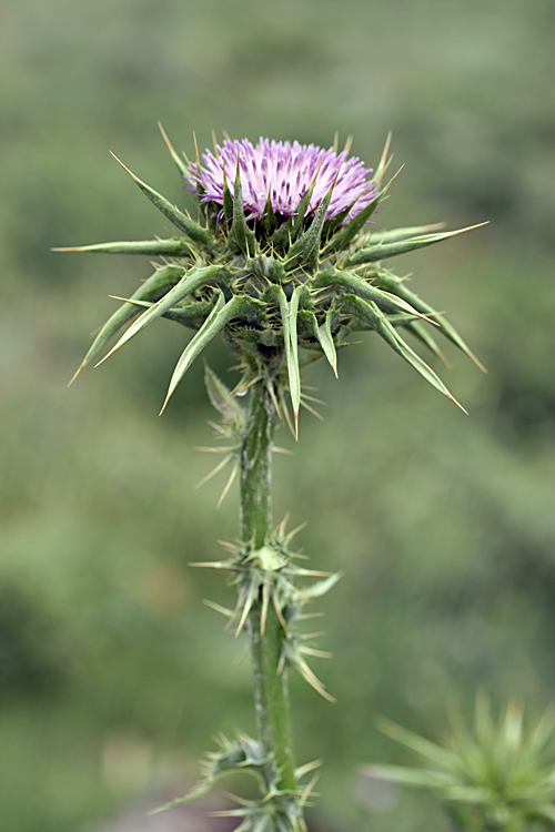 Изображение особи Silybum marianum.