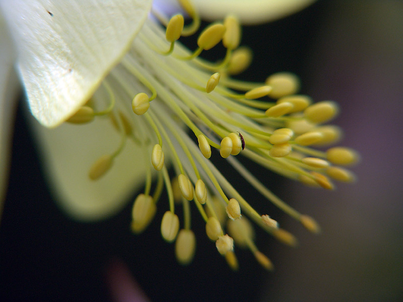 Image of Aquilegia vulgaris specimen.