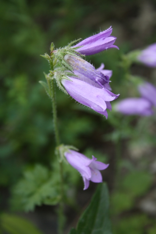 Image of Campanula praealta specimen.