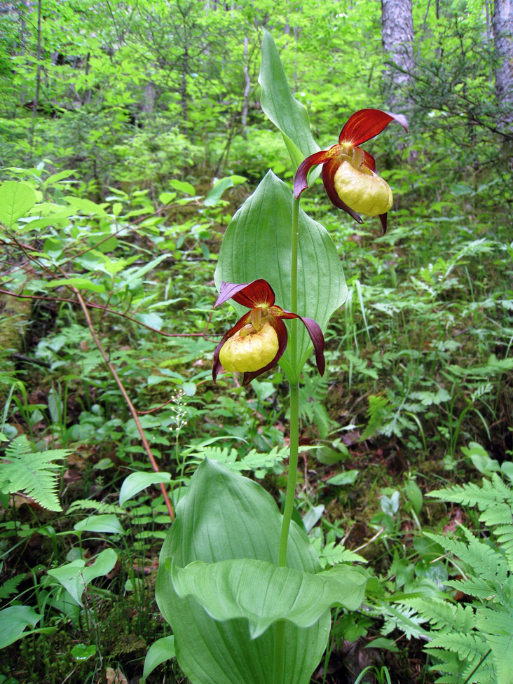 Image of Cypripedium &times; ventricosum specimen.