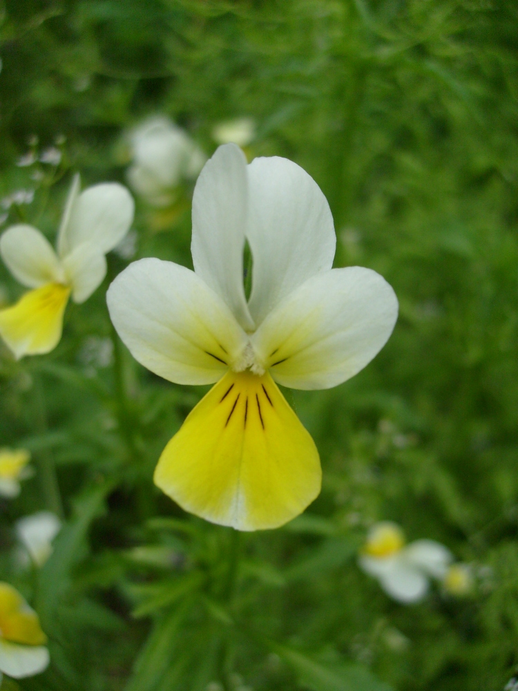 Image of Viola matutina specimen.