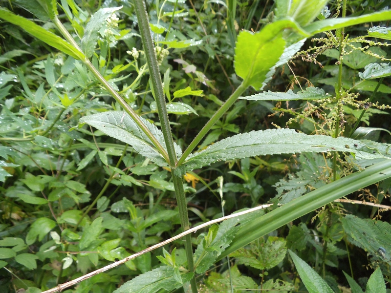 Изображение особи Stachys palustris.