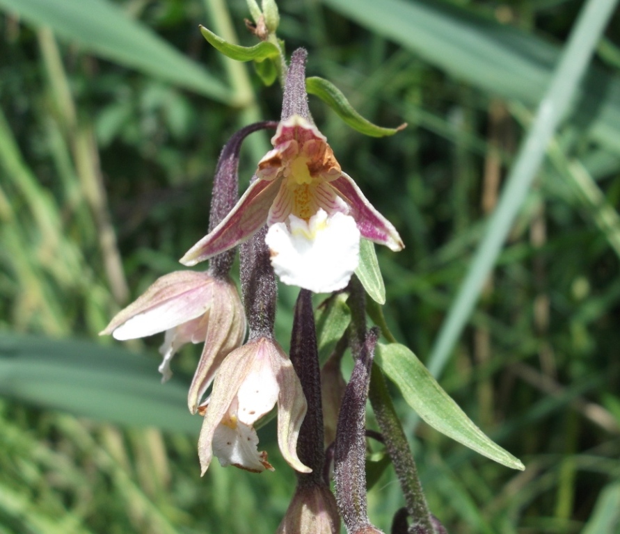 Изображение особи Epipactis palustris.