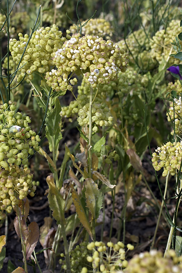 Изображение особи Cardaria repens.