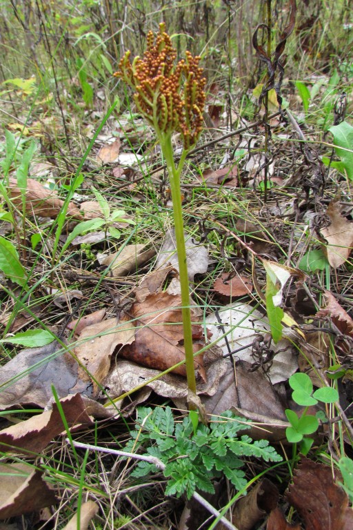 Image of Botrychium robustum specimen.