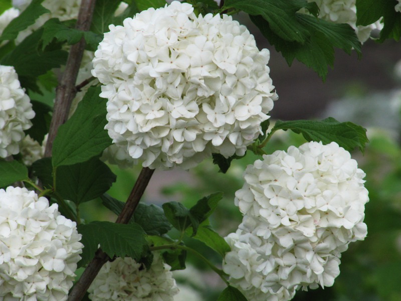 Image of Viburnum opulus f. roseum specimen.