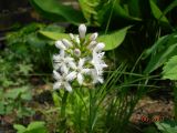 Menyanthes trifoliata