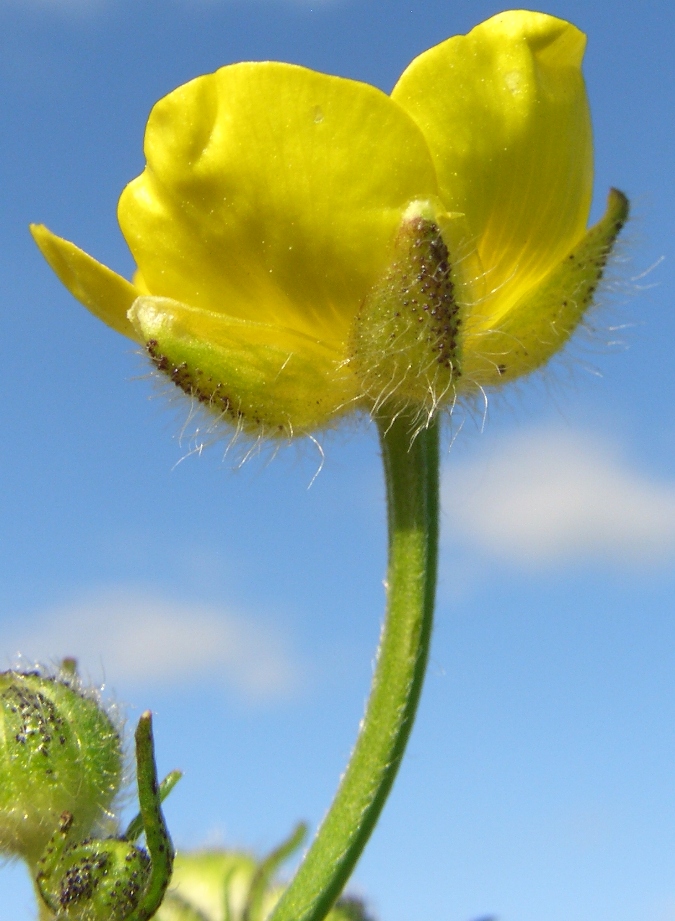 Image of Ranunculus polyanthemos specimen.