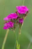 род Dianthus