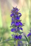 Ajuga genevensis. Соцветие. Ростовская обл., Аксайский р-н, окр. хут. Александровка. 14.05.2011.