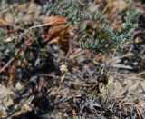 Astragalus olchonensis