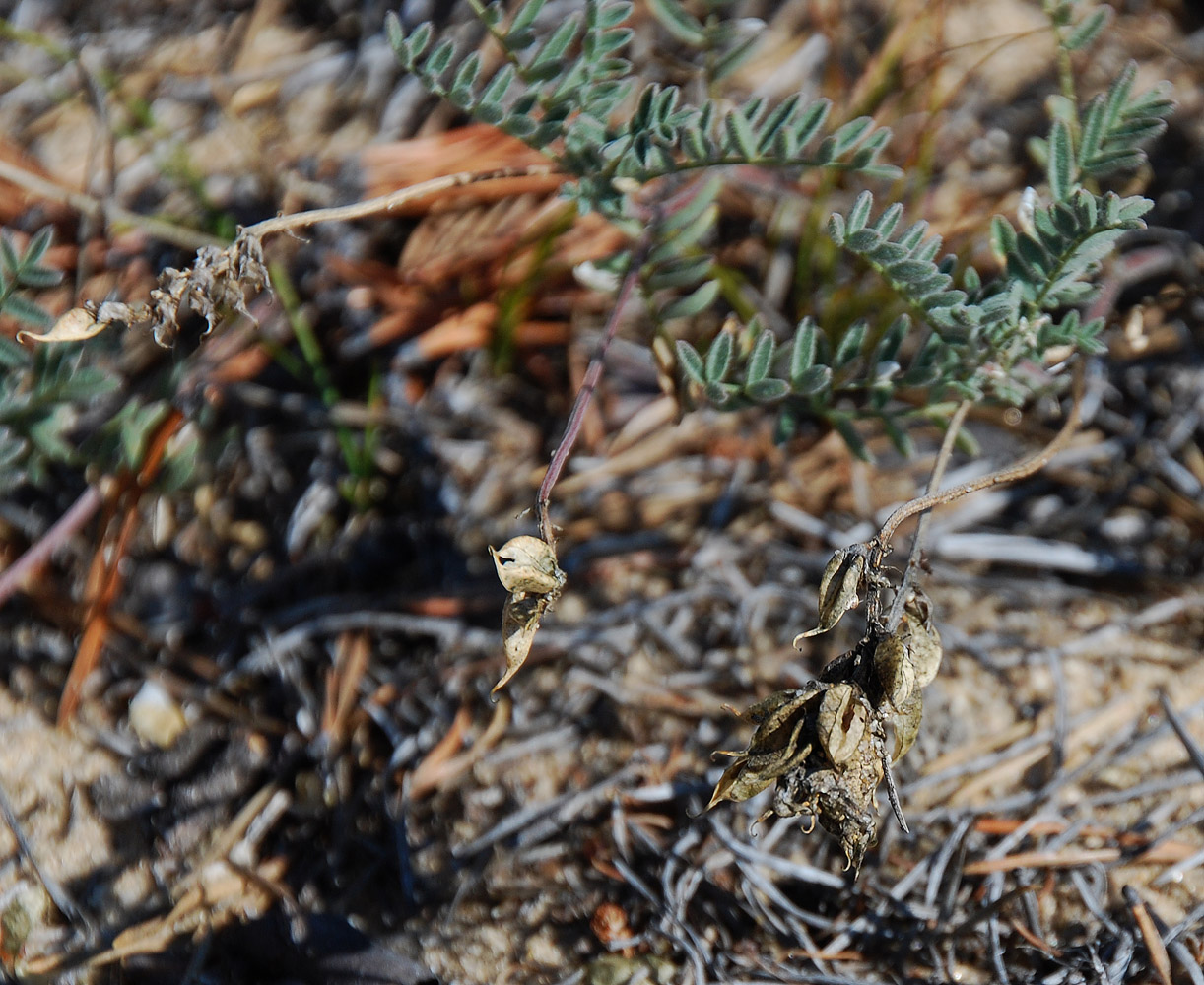 Изображение особи Astragalus olchonensis.