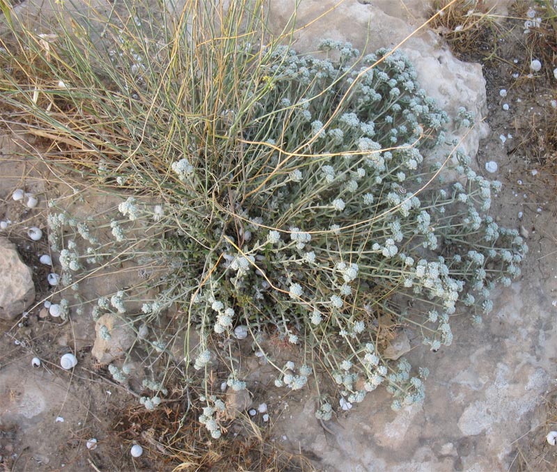 Image of Teucrium capitatum specimen.