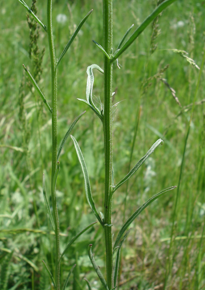 Image of Erysimum canescens specimen.