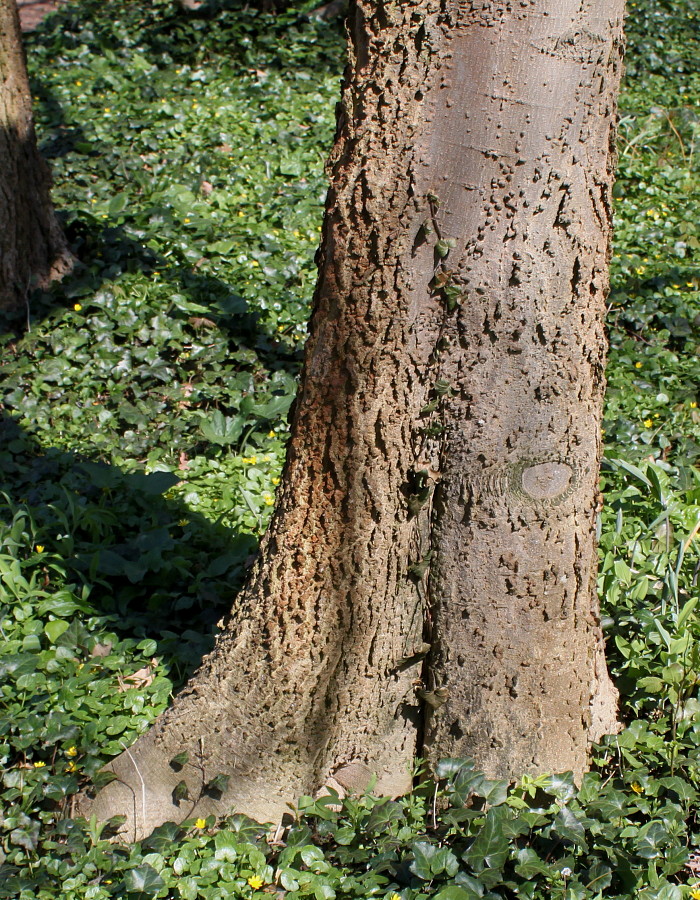 Image of Celtis australis specimen.