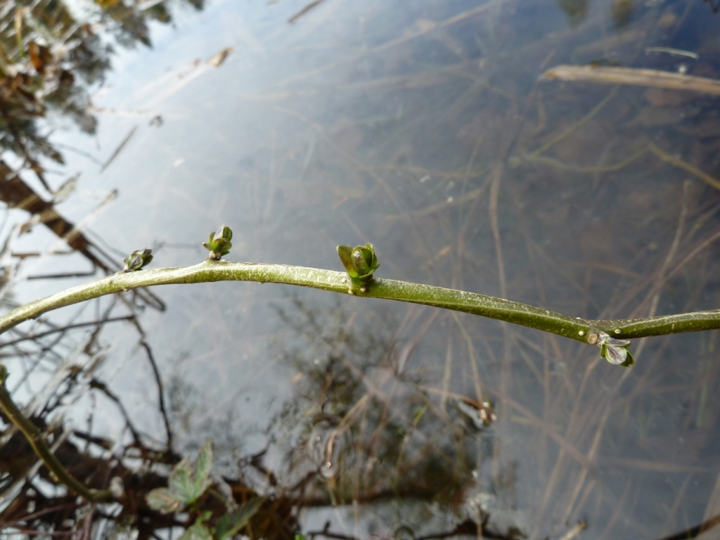 Image of Solanum dulcamara specimen.