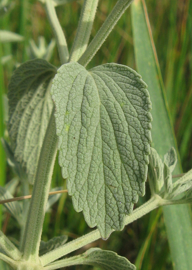 Image of Marrubium praecox specimen.