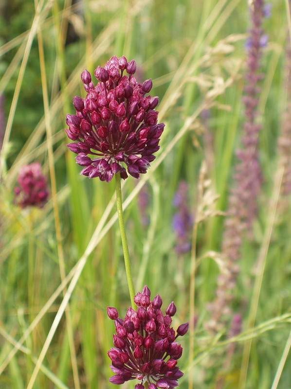 Image of Allium rotundum specimen.