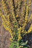 Verbascum lychnitis. Соцветия. Крым, Ленинский р-н, Опукский заповедник. 20.07.2013.