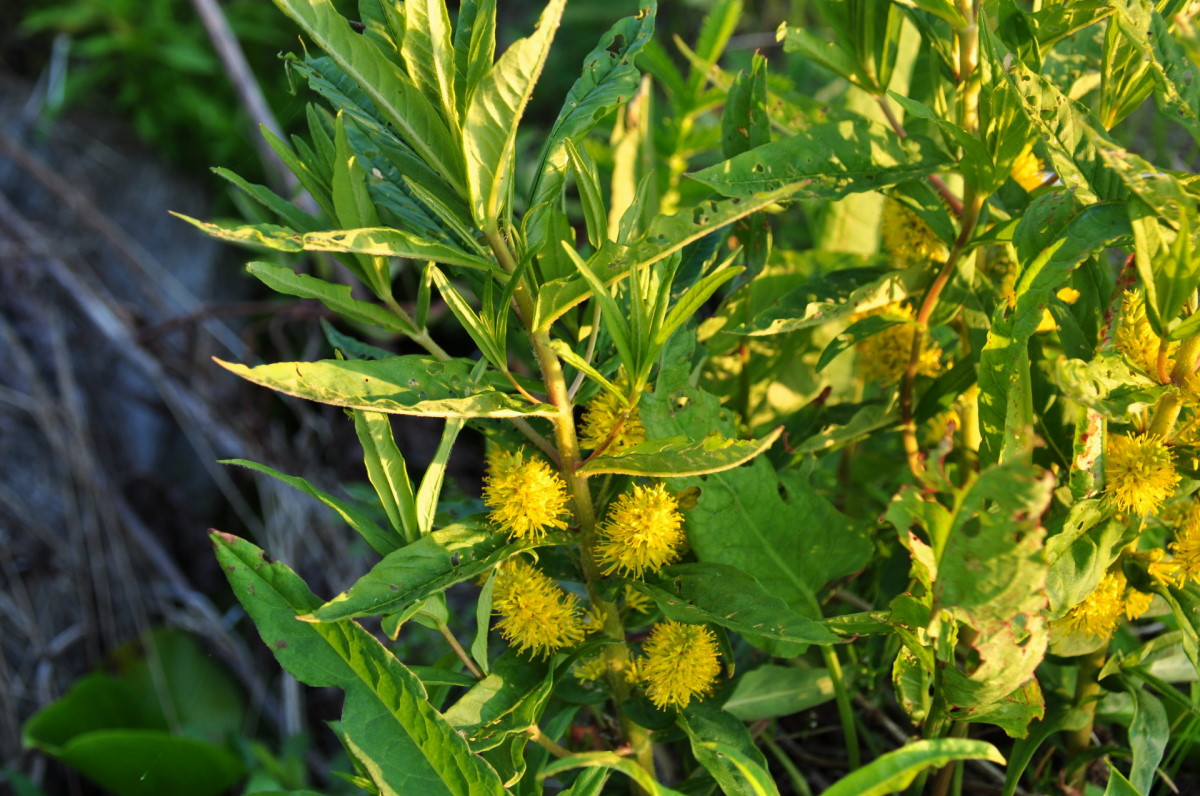 Image of Naumburgia thyrsiflora specimen.