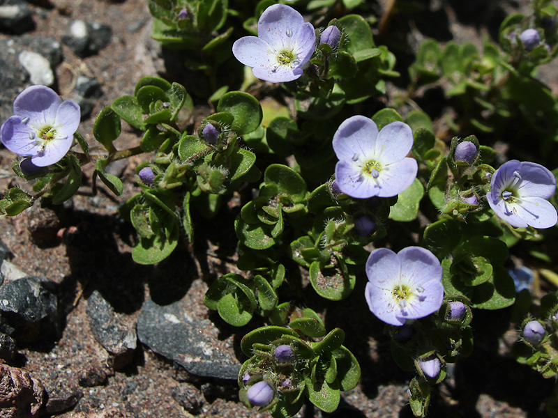 Image of Veronica glareosa specimen.