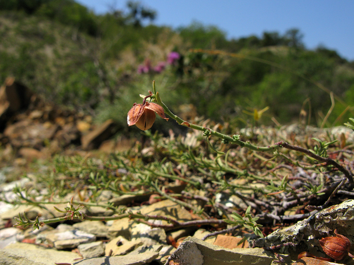 Изображение особи Fumana procumbens.