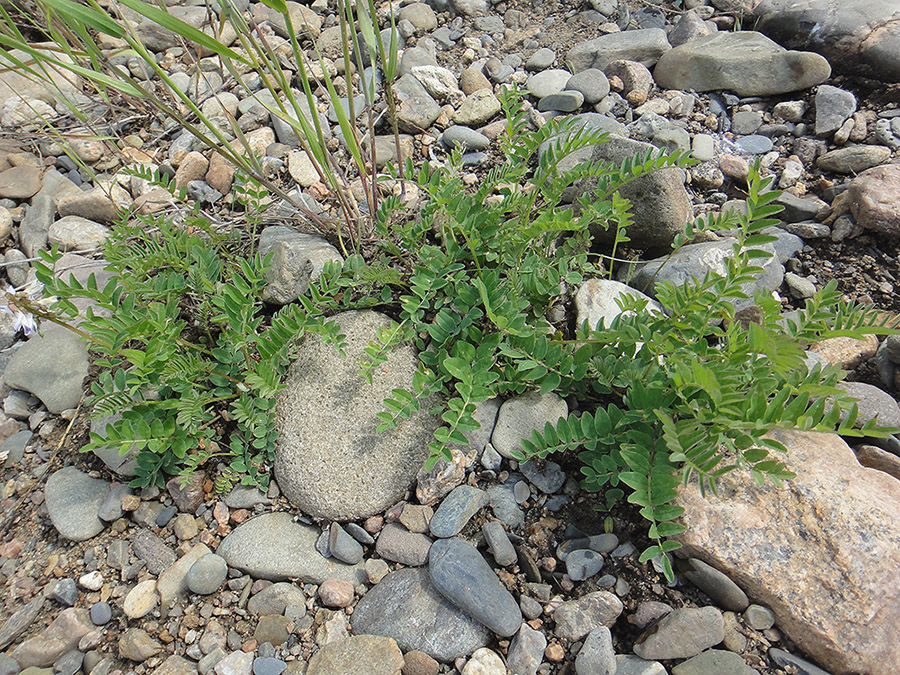 Image of Astragalus alpinus specimen.