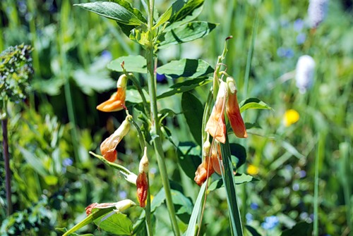 Image of Lathyrus gmelinii specimen.