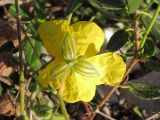 Helianthemum ovatum