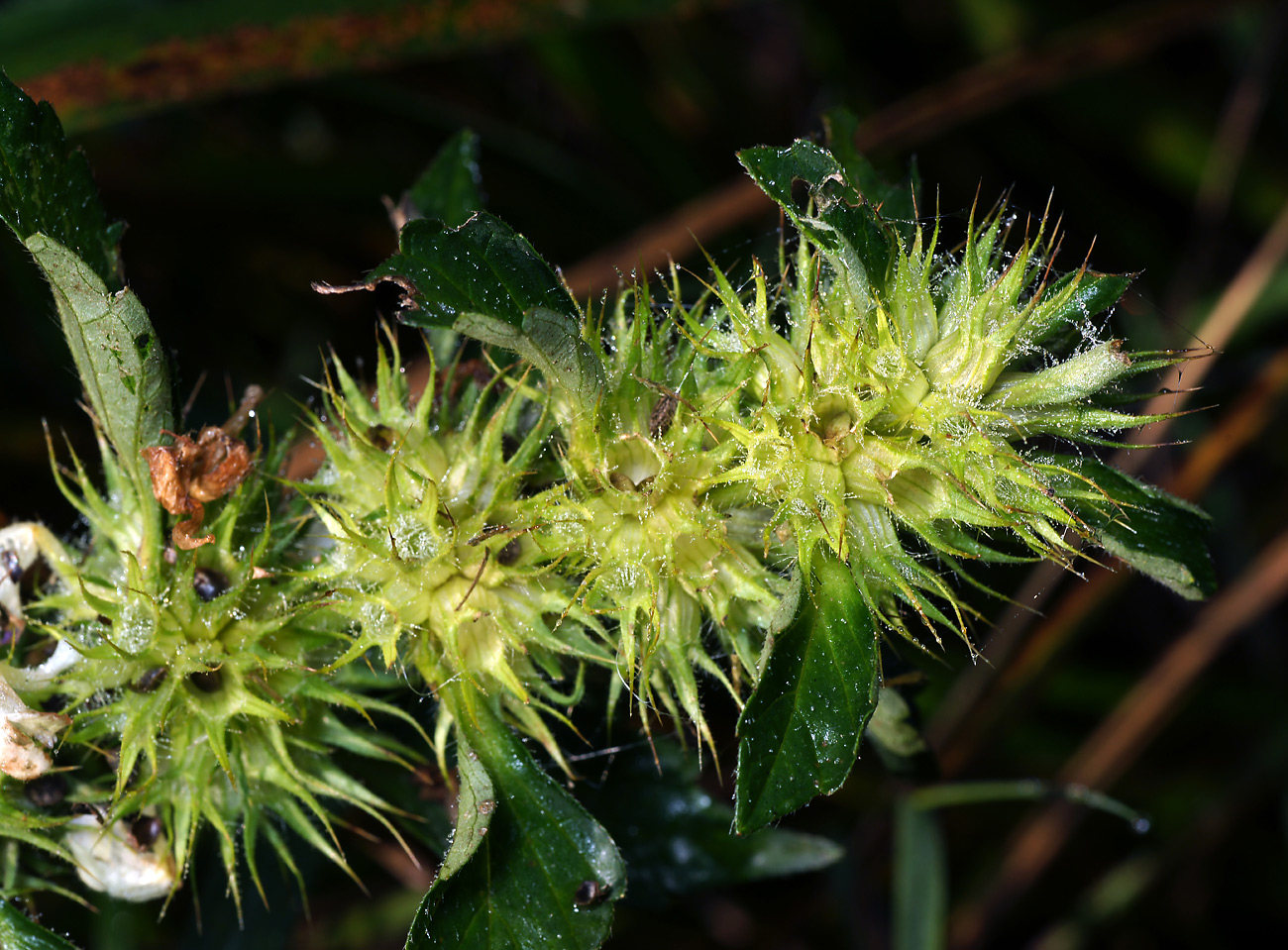 Image of Galeopsis speciosa specimen.