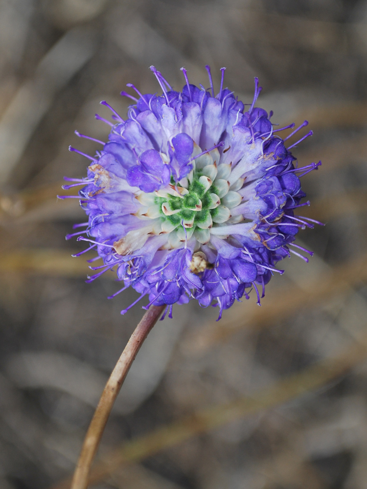 Image of Dipsacus dipsacoides specimen.