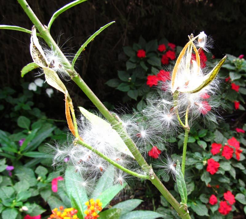 Image of Asclepias curassavica specimen.