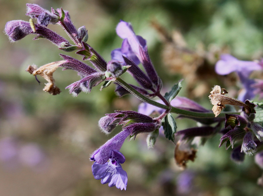 Image of genus Nepeta specimen.