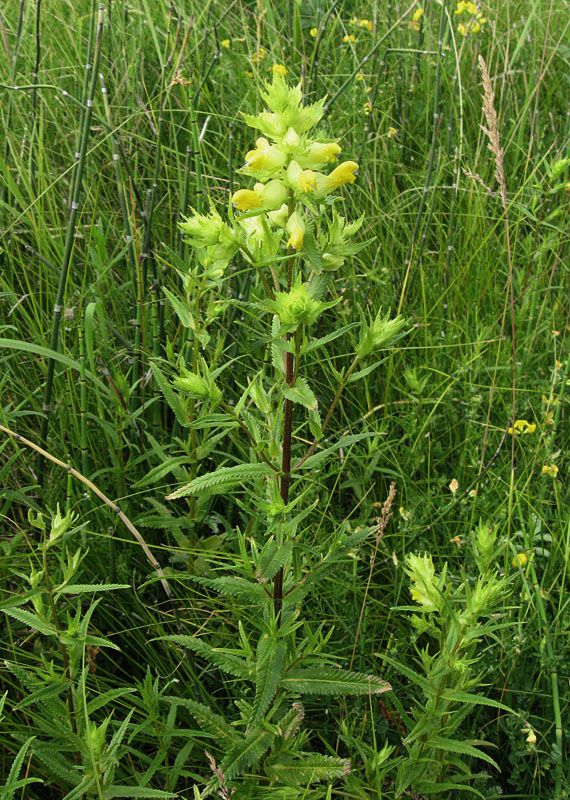 Изображение особи Rhinanthus vernalis.