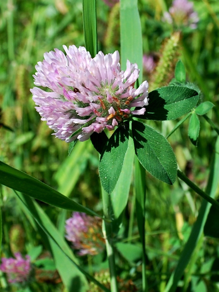 Image of Trifolium pratense specimen.