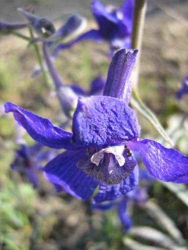 Image of genus Consolida specimen.