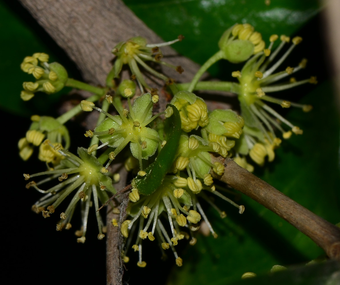 Image of Dovyalis caffra specimen.