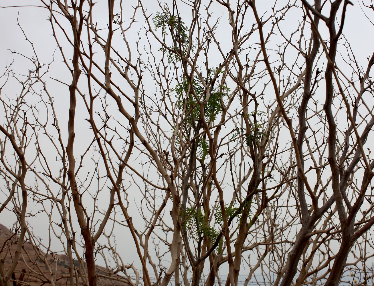 Image of Prosopis alba specimen.