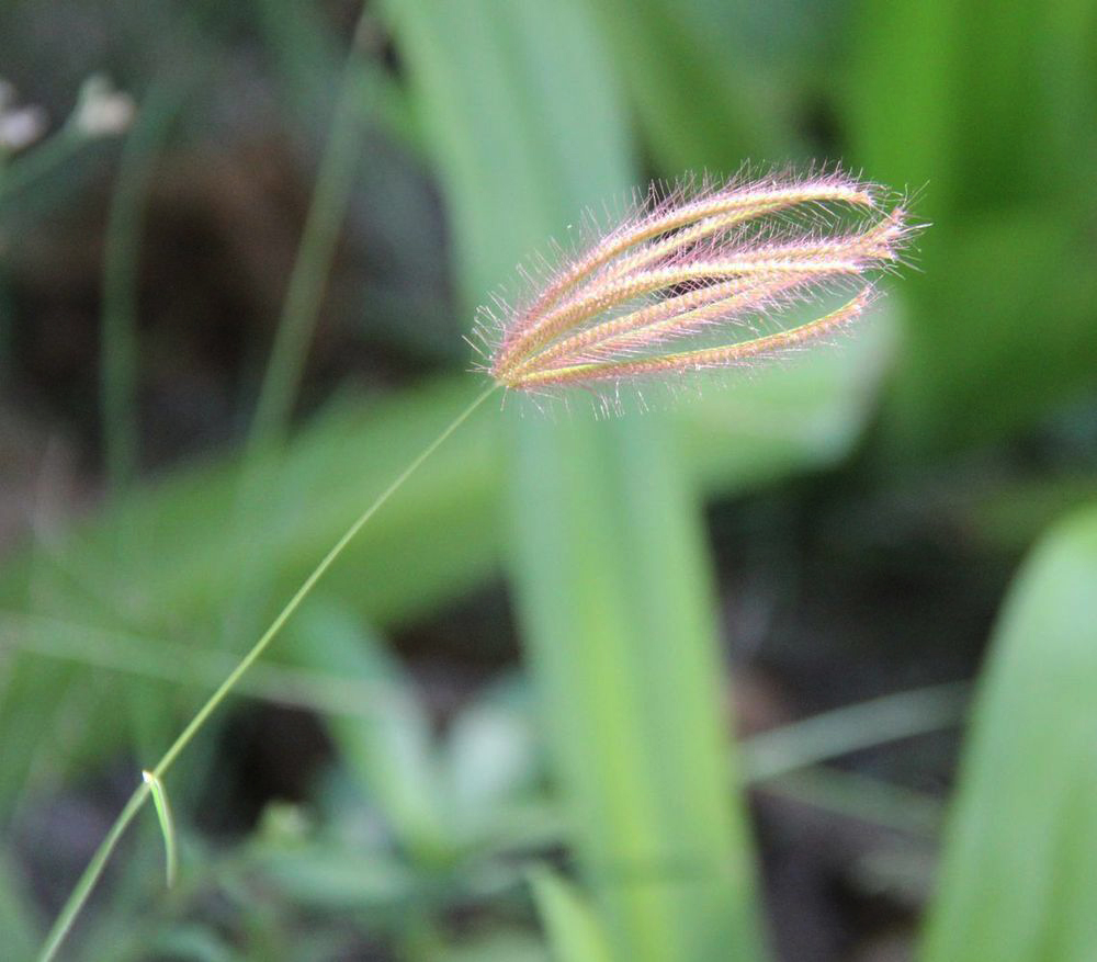 Изображение особи Chloris barbata.