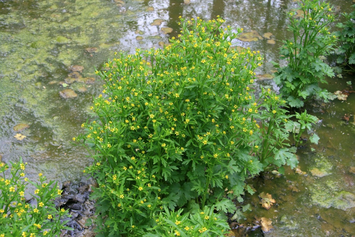 Изображение особи Ranunculus sceleratus.