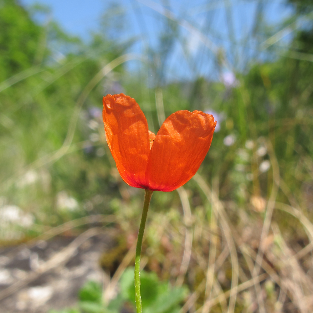 Изображение особи Papaver dubium.